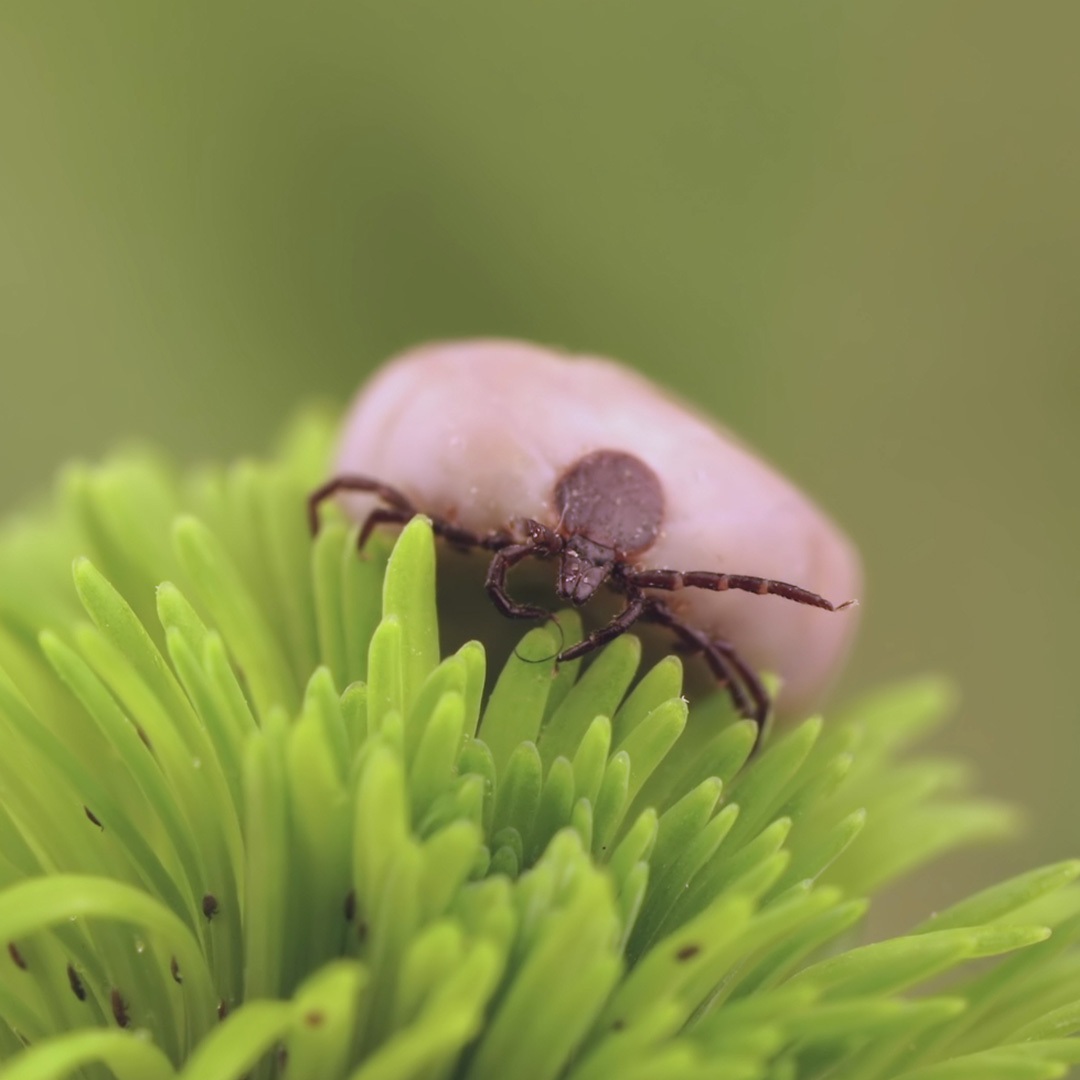 Zecke Neuroborreliose